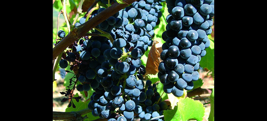 tempranillo
